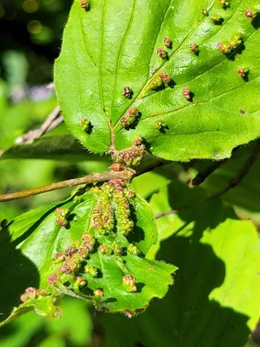 Viburnum gall midge