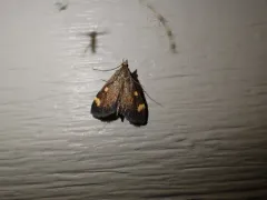 Generous Pyrausta Moth thumbnail 3