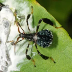 Acanthocephala terminalis thumbnail 2