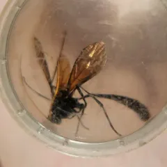 Heteropelma datanae thumbnail 2