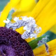 Wavy-lined Emerald thumbnail 2