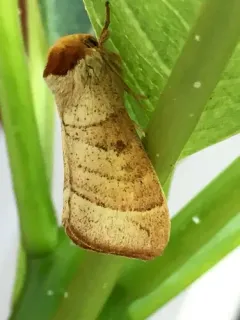 Contracted Datana Moth thumbnail 3