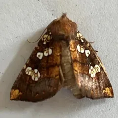 Water-hemlock Borer Moth thumbnail 4