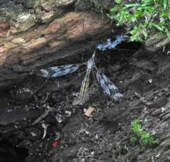 Tipula trivittata thumbnail 2