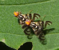 Rhagoletis striatella thumbnail 4