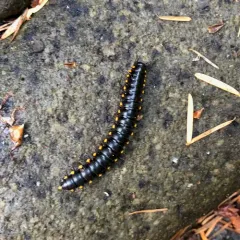 Yellow-spotted Millipede thumbnail 4