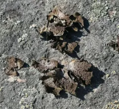 Pennsylvania Toadskin Lichen thumbnail 3