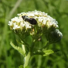 Flat-headed Baldcypress Sapwood Beetle thumbnail 3