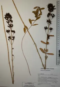 Hairy St John's-wort thumbnail 1