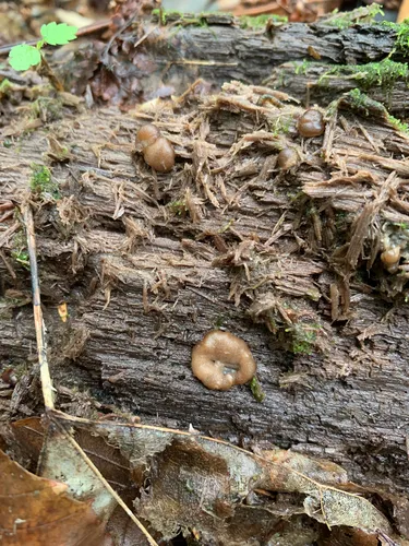 Psilopezia deligata