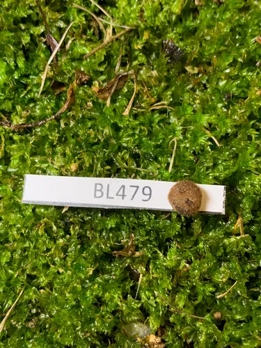 Genea hispidula