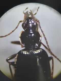 Platynus brunneomarginatus thumbnail 4