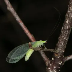 Stripe-horned Green Lacewing thumbnail 4