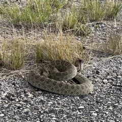 Prairie Rattlesnake thumbnail 2