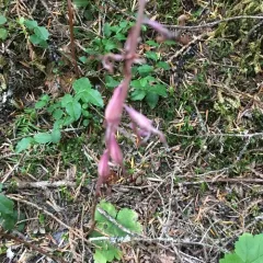 Pacific coralroot thumbnail 2