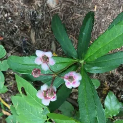 pipsissewa thumbnail 3