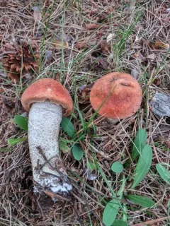 Leccinum piceinum thumbnail 4
