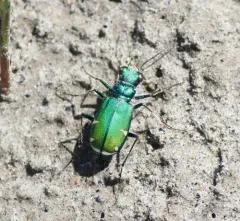 Green Claybank Tiger Beetle thumbnail 3