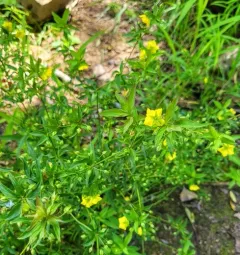 Lowland Loosestrife thumbnail 3