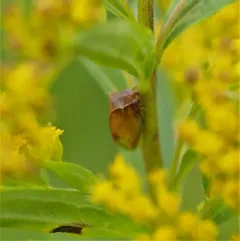 Stictocephala basalis thumbnail 2