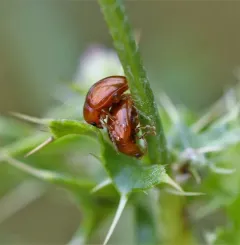 Sphaeroderma testaceum thumbnail 1