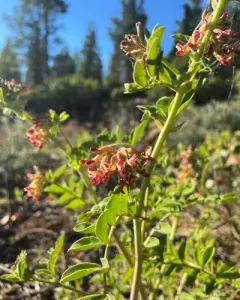 Big deervetch thumbnail 4