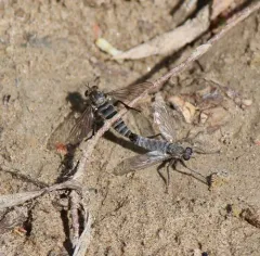 Lasiopogon quadrivittatus thumbnail 2