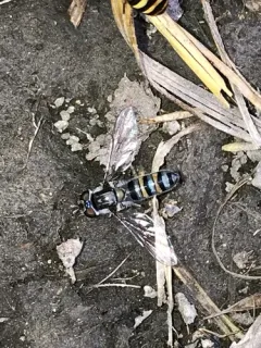 Silver-banded Hover Fly thumbnail 1