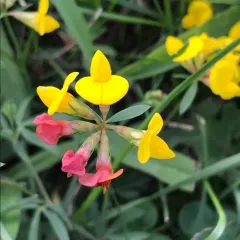 narrow-leaf bird's-foot trefoil thumbnail 2