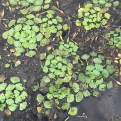 Water caltrop thumbnail 3