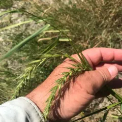 Canada wild rye thumbnail 4