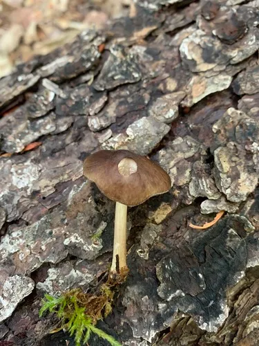 Pluteus eos