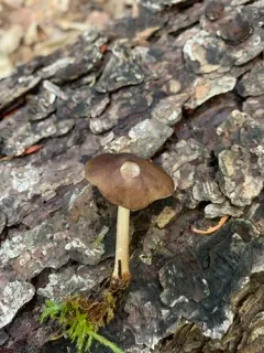 Pluteus eos thumbnail 1