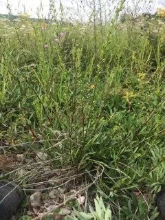 Racemose Goldenrod thumbnail 4