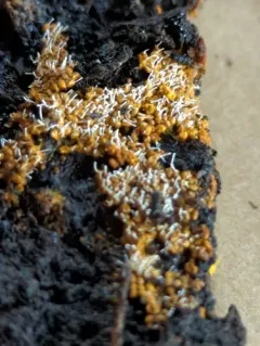 Polycephalomyces tomentosus thumbnail 2