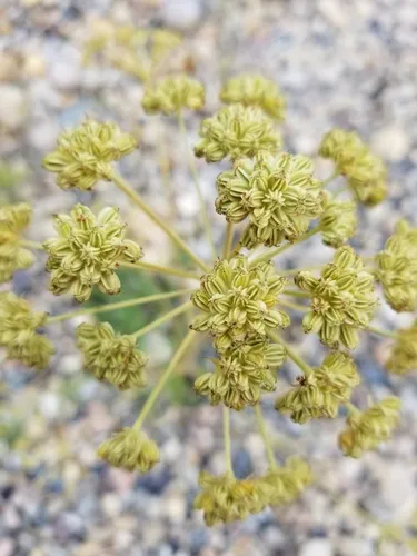 Jakutsk Snowparsley