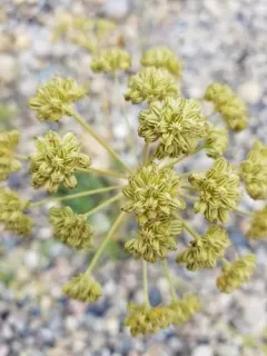 Jakutsk Snowparsley thumbnail 1
