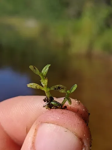 Threestamen Waterwort