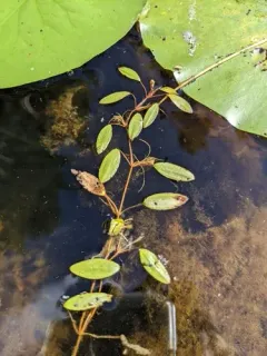 diverse-leaved pondweed thumbnail 3