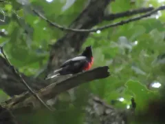 Painted Redstart thumbnail 4
