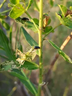 Brown-legged Leafy Spurge Flea Beetle thumbnail 1