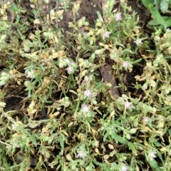 Saltmarsh Sand Spurry thumbnail 3