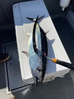Albacore thumbnail 4