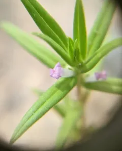 rough buttonweed thumbnail 2