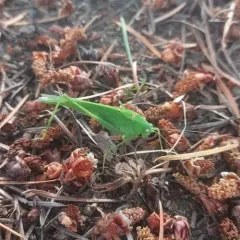 Mediterranean Katydid thumbnail 3