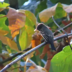 Western Wood-Pewee thumbnail 3
