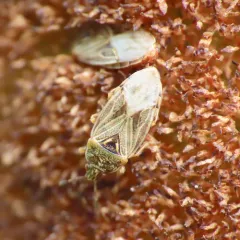 Bulrush Bug thumbnail 2