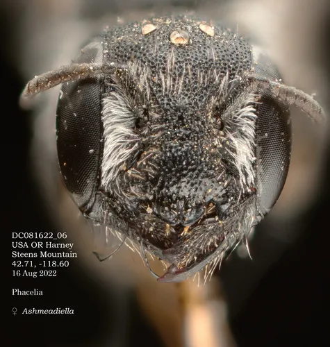 Ashmeadiella timberlakei