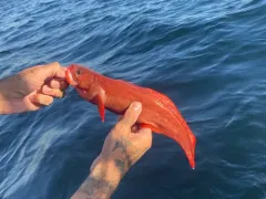 Red Brotula thumbnail 2
