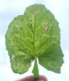 Phytomyza lactuca thumbnail 3